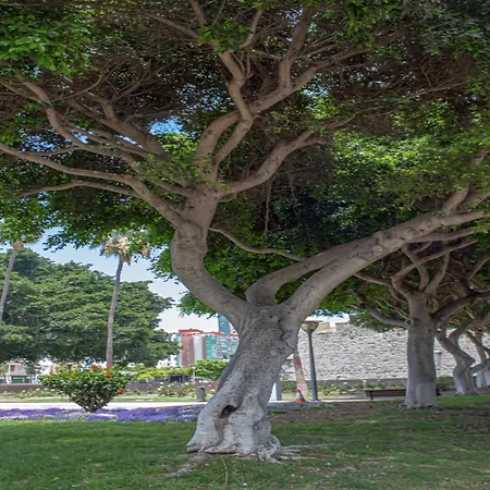 In Palmas Near Playa De Canteras